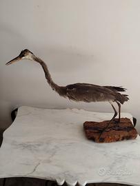 Grande Airone Cenerino (Ardea cinerea) 