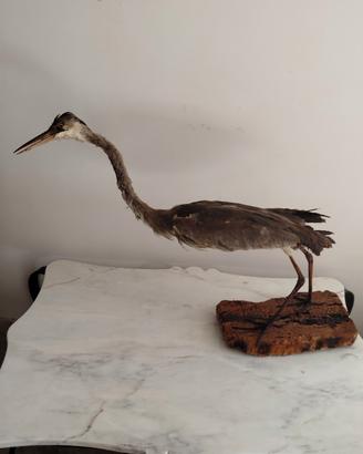 Grande Airone Cenerino (Ardea cinerea) 