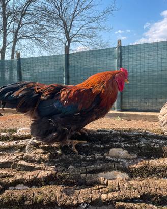 Gallo Brahma