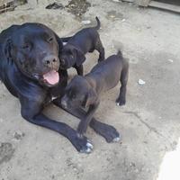 Cucciolo cane corso