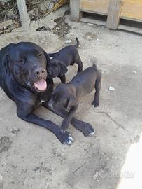 Cucciolo cane corso