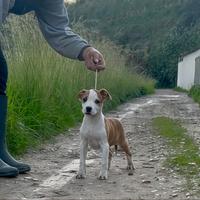 Amstaff