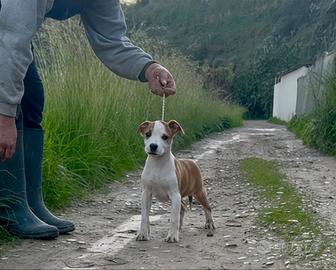 Amstaff
