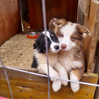 Cuccioli di pastore australiano