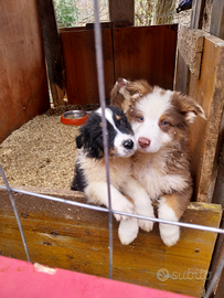 Cuccioli di pastore australiano