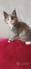 Celine Maine Coon con pedigree