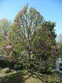 Magnolia albero di 4 mt.!VARESE CENTRO