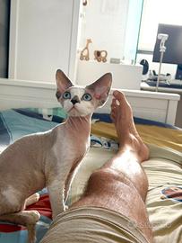 Gatto Devon Rex maschio 6 mesi - occhi azzurri