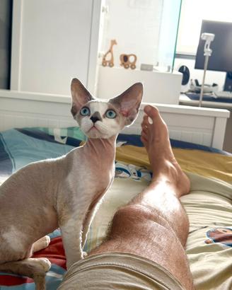 Gatto Devon Rex maschio 6 mesi - occhi azzurri