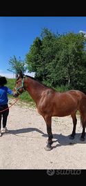 Cavallo