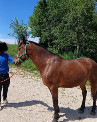 Cavallo