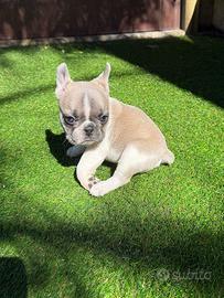 Cucciolo bulldog francese