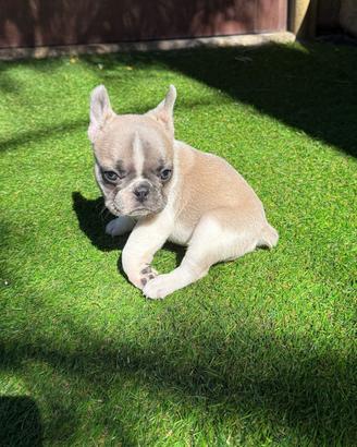 Cucciolo bulldog francese