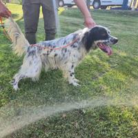 Setter inglese