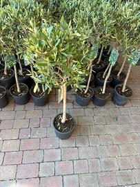 Titolo: Ulivi di 7 anni con olive –€23 cad.