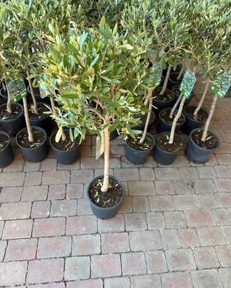 Titolo: Ulivi di 7 anni con olive –€23 cad.
