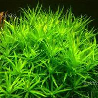 Heterantera zostelifolia e altre piante acquatiche