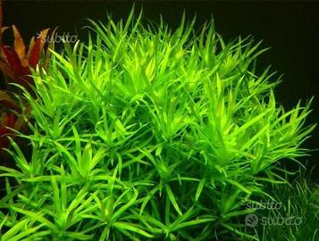 Heterantera zostelifolia e altre piante acquatiche