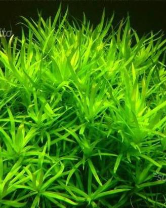 Heterantera zostelifolia e altre piante acquatiche