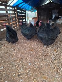 Galline Austrolorp e Millefiori