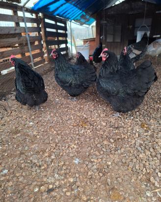 Galline Austrolorp e Millefiori