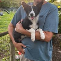 Cuccioli di border collie