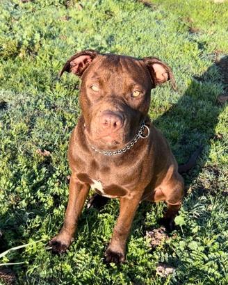 Pitbull con pedigree in adozione