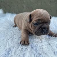 Bulldog francesi blu and tan