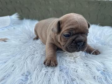 Bulldog francesi blu and tan