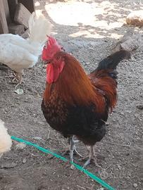 Galli Marans