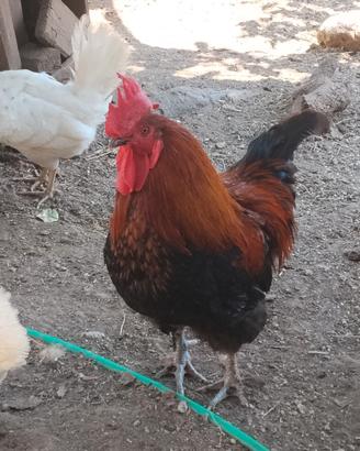 Galli Marans