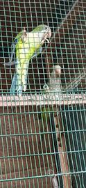 Parrochetti