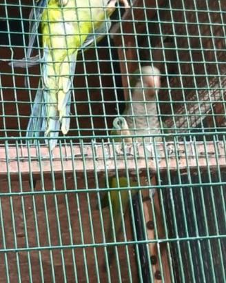 Parrochetti