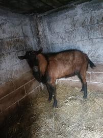 Becco di camosciata delle alpi