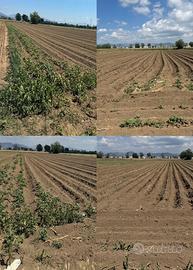 Terreno agricolo