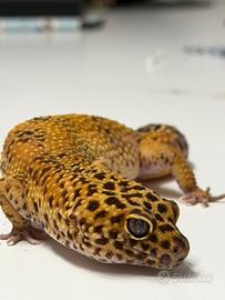 Gechi Leopardini