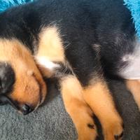 Cucciolo Pinscher nano