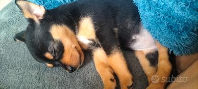 Cucciolo Pinscher nano