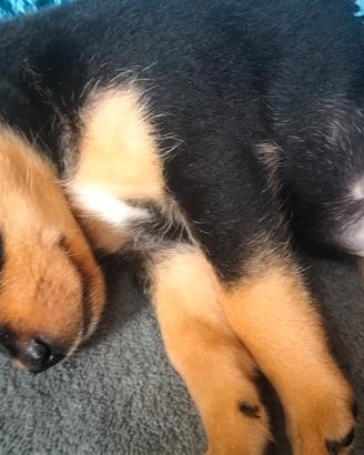 Cucciolo Pinscher nano