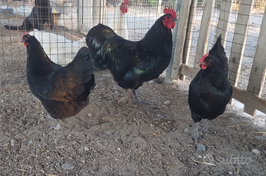 U.O.V.A Australorp nere