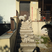 Cuccioli pastore maremmano