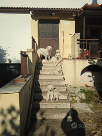 Cuccioli pastore maremmano