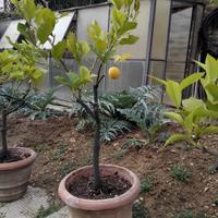 Piante di limoni in vaso di terracotta