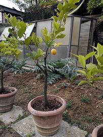Piante di limoni in vaso di terracotta