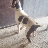 Bracco Italiano