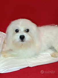 Maltese Cucciolo Maschio 8 mesi