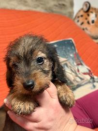 Bassotto pelo ruvido