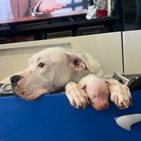 Dogo argentino nuova cucciolata