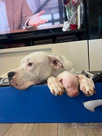 Dogo argentino nuova cucciolata
