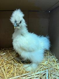 Pulcini Moroseta Silkie